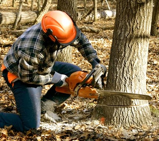 Tree Removal in Peck, MI
